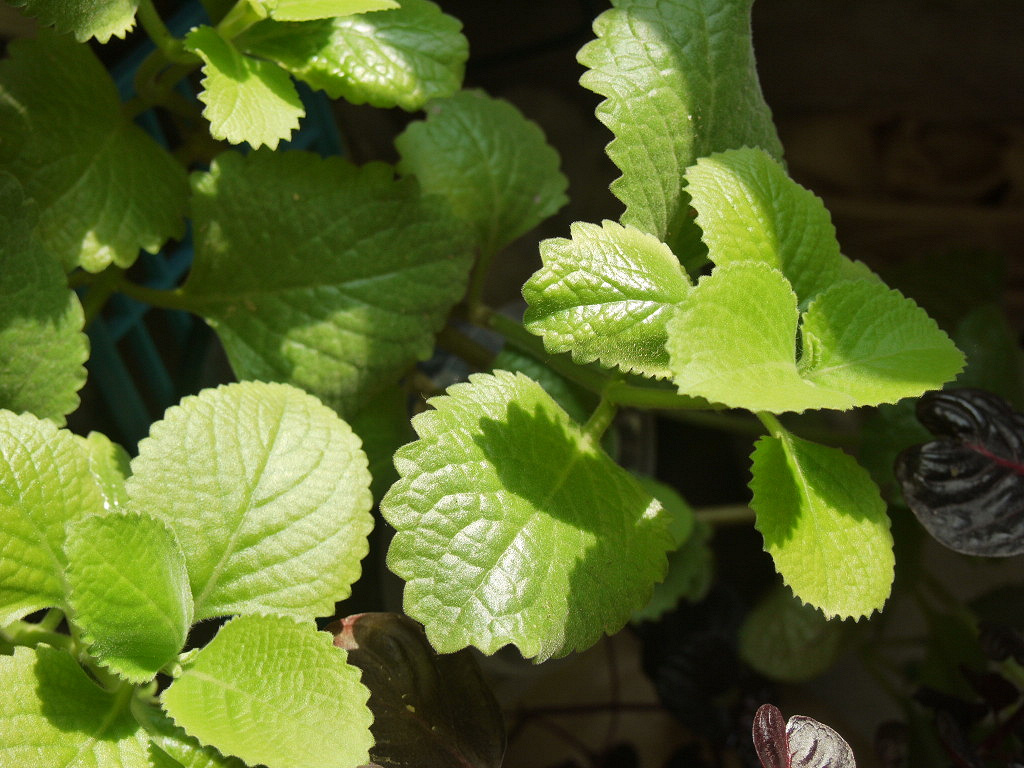 Plectranthus tomentosa