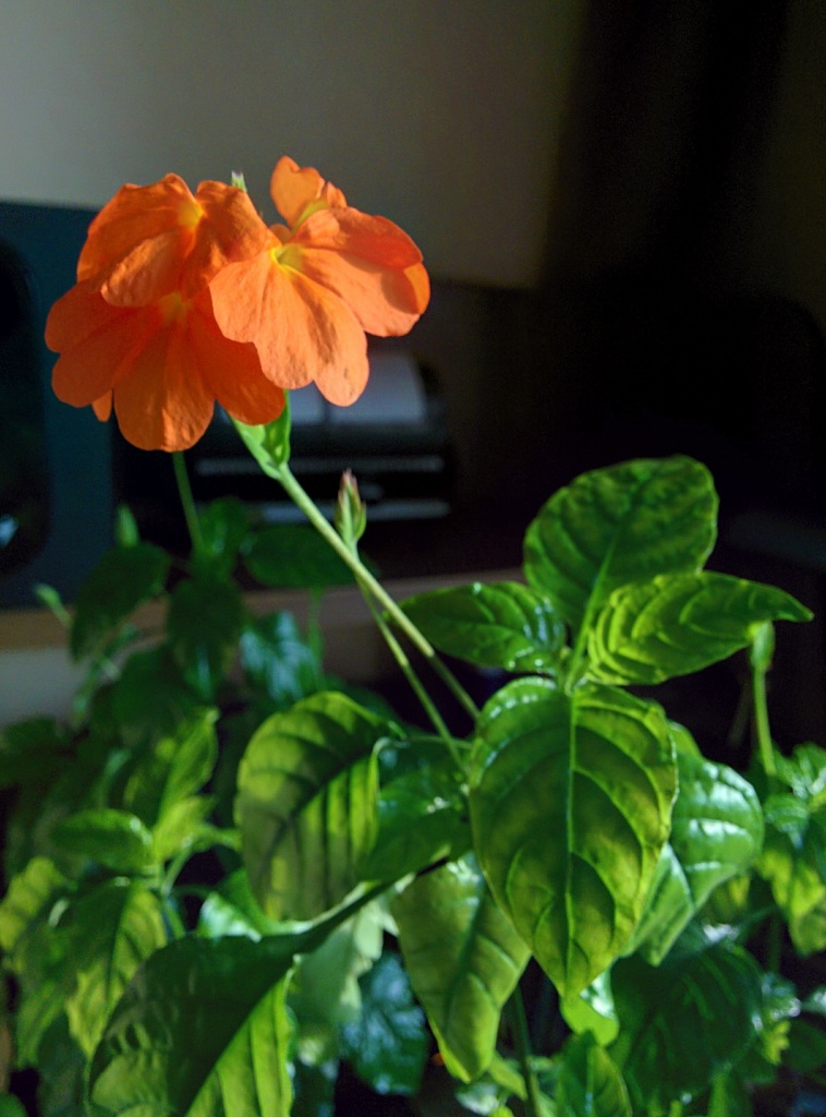 Кроссандра комнатный цветок уход фото в домашних
