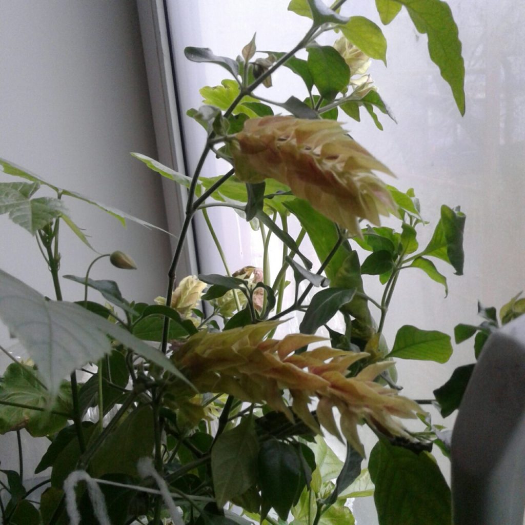 белопероне цветок фото уход