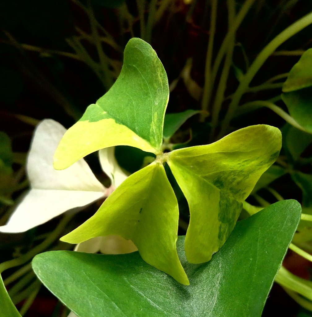 Кислица (Oxalis triangularis green leaves) в дар (Москва). Дарудар