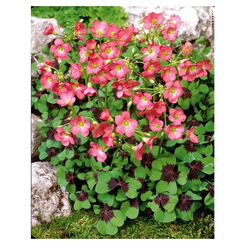 Оксалис Семена Купить В Спб