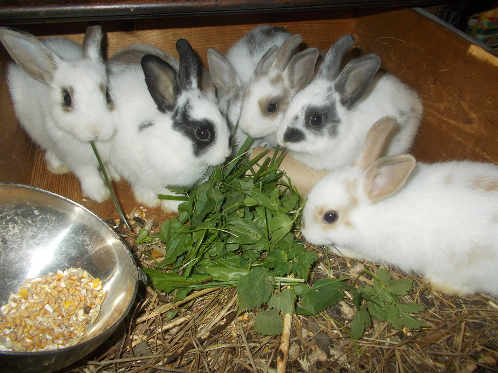 Чем можно кормить домашних кроликов. Декоративные крольчата. Кролик домашний. Питание кроликов. Кормление кроликов.