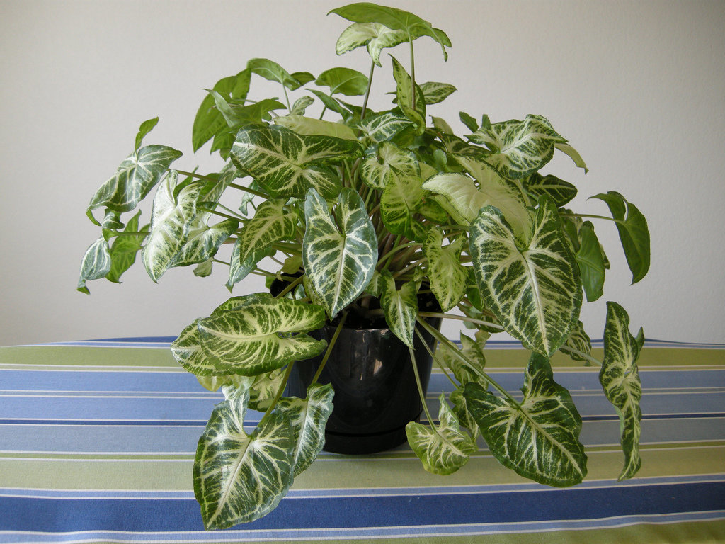 Название декоративно лиственных комнатных растений. Сингониум эритрофиллум Эрроу.