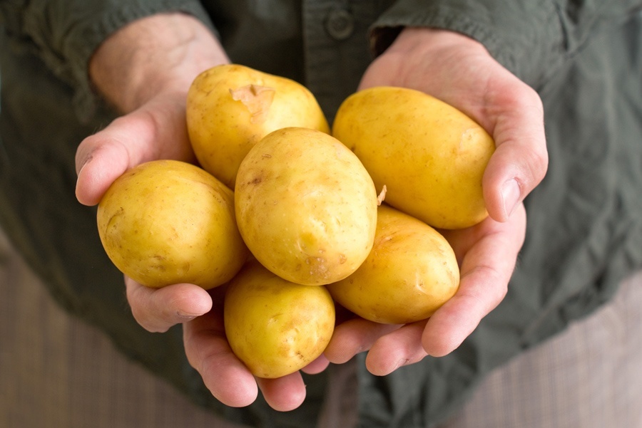 Какой урожай картошки. Сорт картофеля фермер. Картофель желтый. Жёлтая картошка сорта. Картофель желтый сорта.