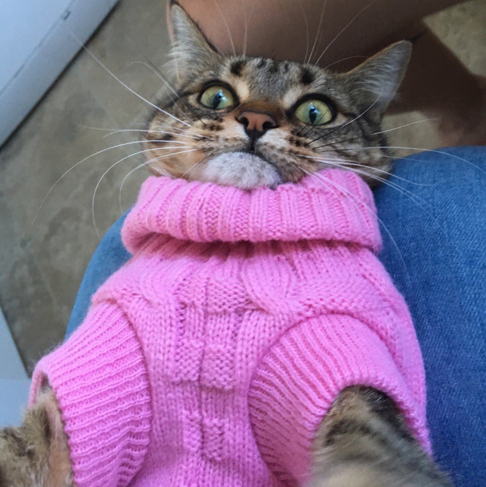 Одевайся теплее и будет тепло. Свитер для кошки. Кот в свитере. Котики с одеждой. Кот в кофте.