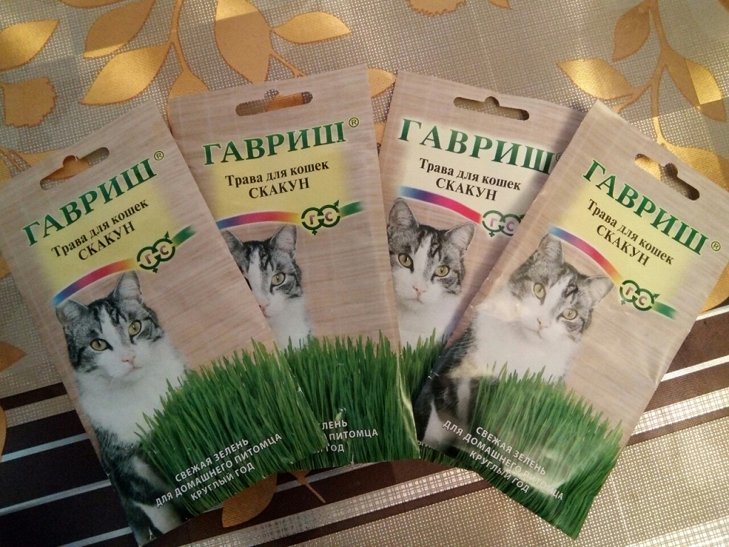 Семена на зелень какие. Семена трава для кошек. Травка для кошек. Кот в траве. Зелень для кошек.