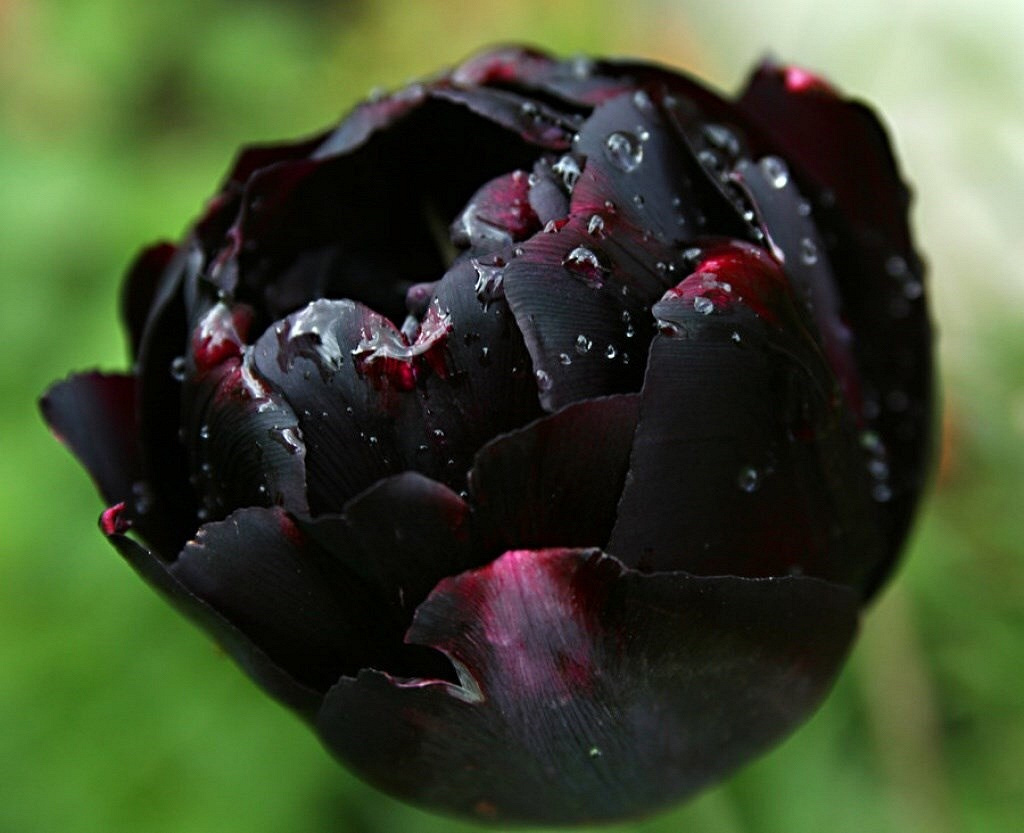 Черные тюльпаны сорта пол Шерер