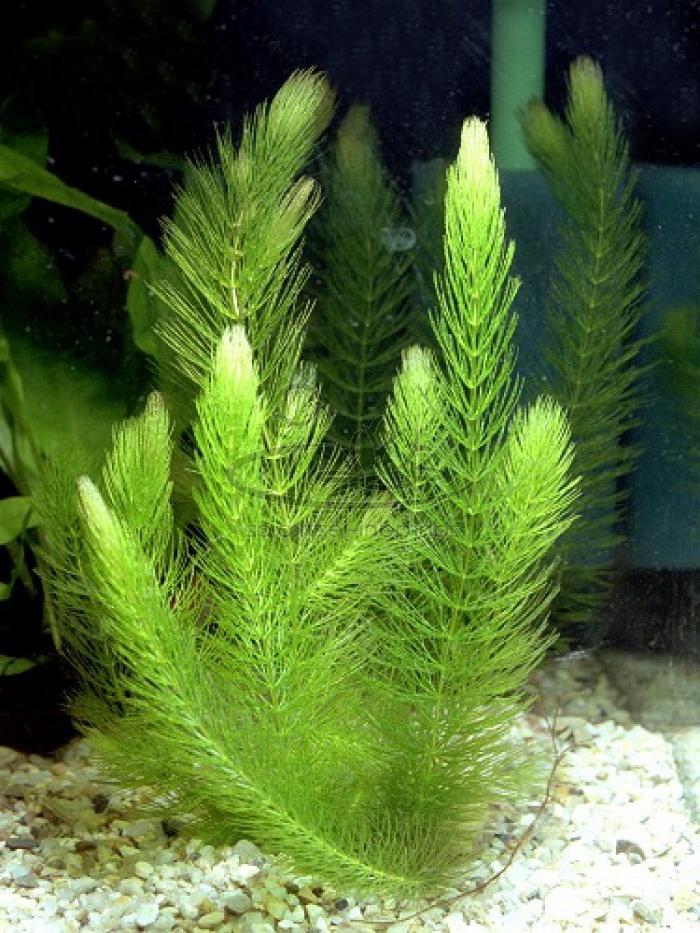 Аквариумные водоросли фото