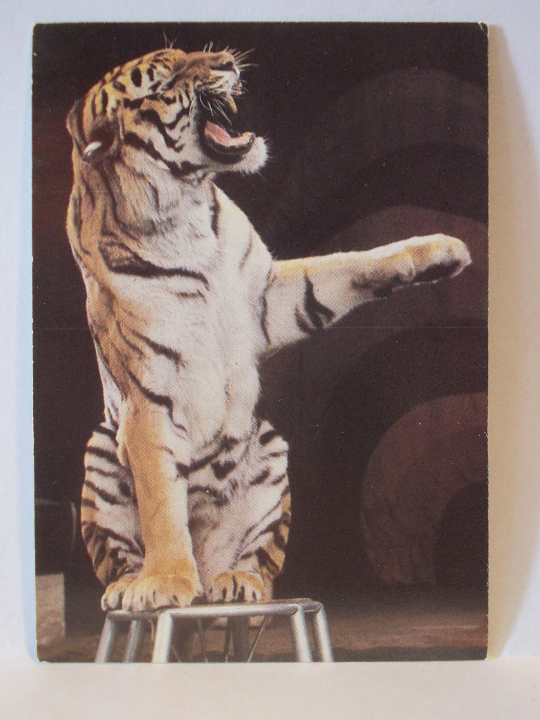 Цирк бенгальские тигры. Тигр СССР. Картина тигры СССР. Семья с тигром СССР.