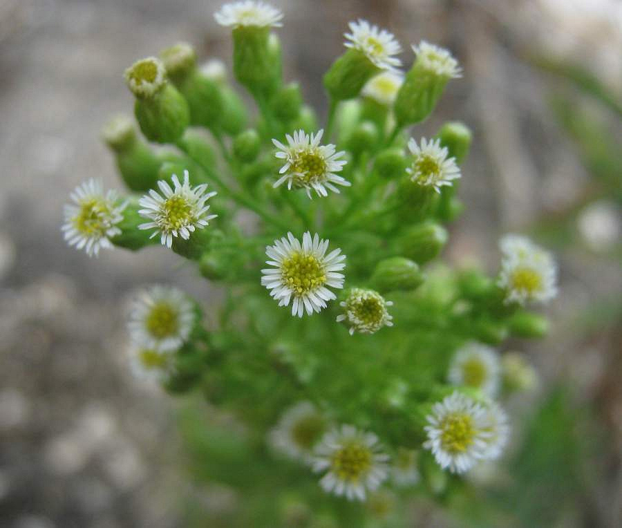 Трава от поноса фото. Мелколепестник канадский Erigeron canadensis. Мелколепестник канадский - Conyza canadensis.. Мелколепестник канадский (кониза канадская, Котык Степной). Мелколепестник канадский (Erigeron canadensis l.).