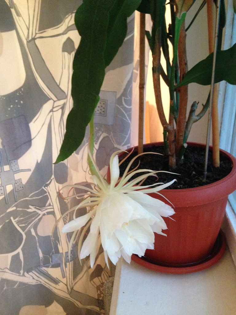 Комнатное растение ЭПИФИЛЛУМ (Epiphyllum), или ЛИСТОКАКТУС в дар (Москва).  Дарудар