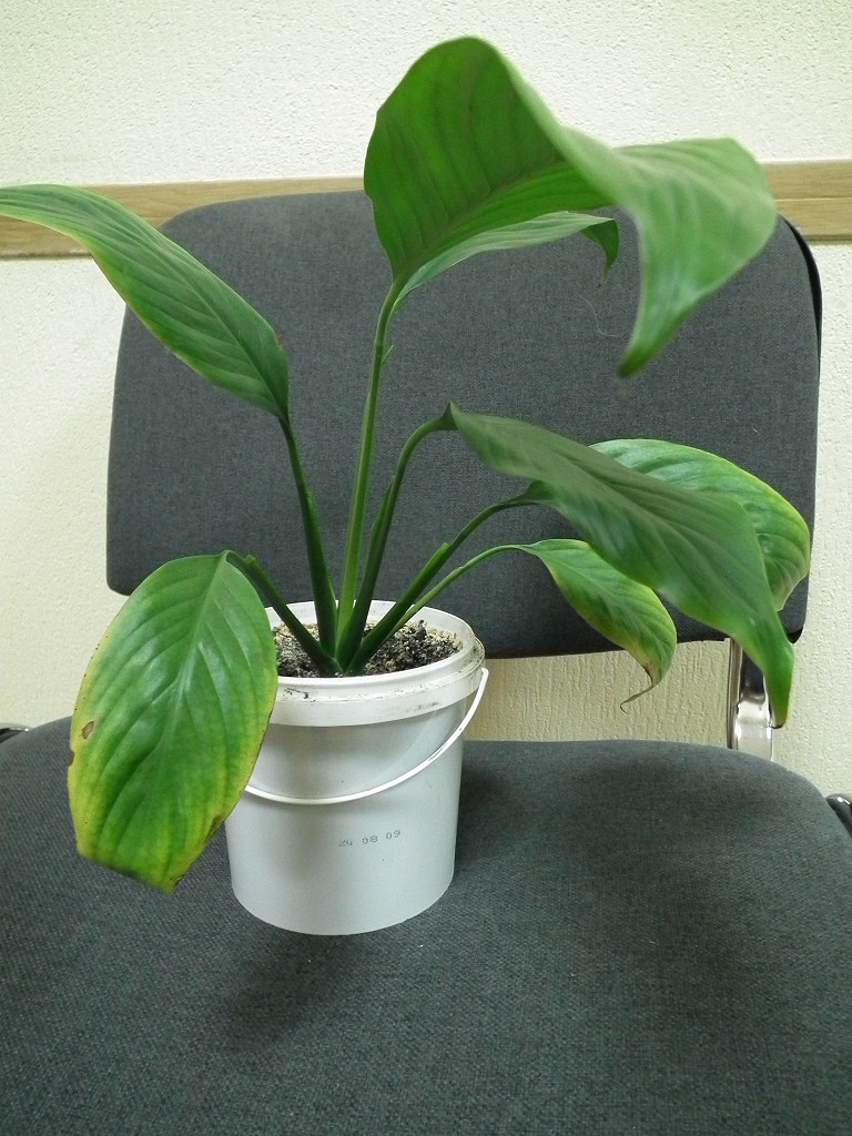 комнатные растения пермь. монстера ампельная. комнатные растения пермь. Boxsand фитомодуль. акокантера растение.