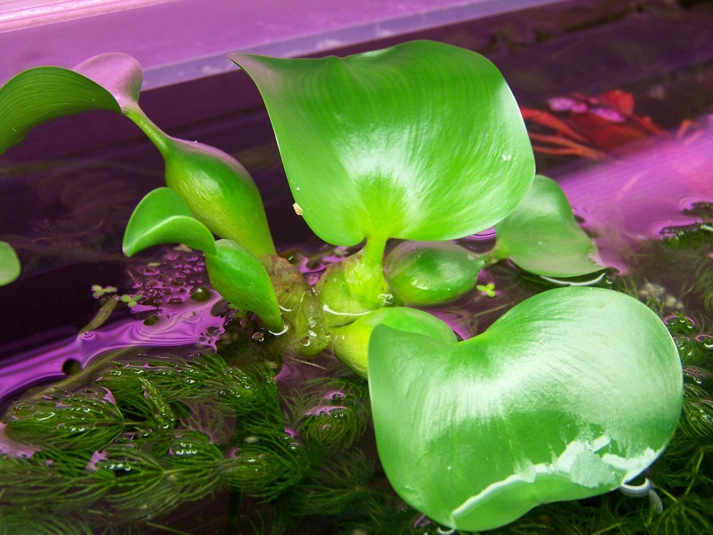Водный гиацинт фото в аквариуме