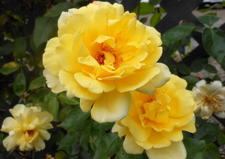 Голден шоверс. Голден шоверс. Голден шоверс. Голден шоверс. Голден шоверс.