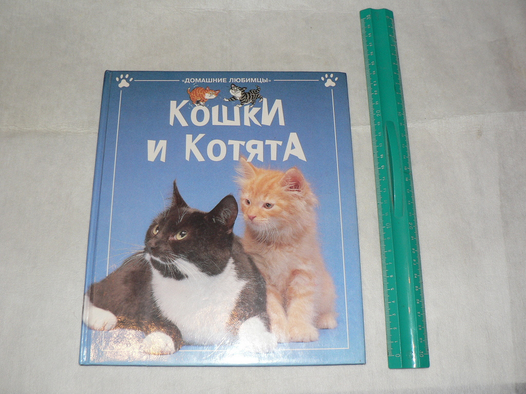 Книги о кошках. Кошки и котята книга. Книги про кошек. Котята в музее книга.