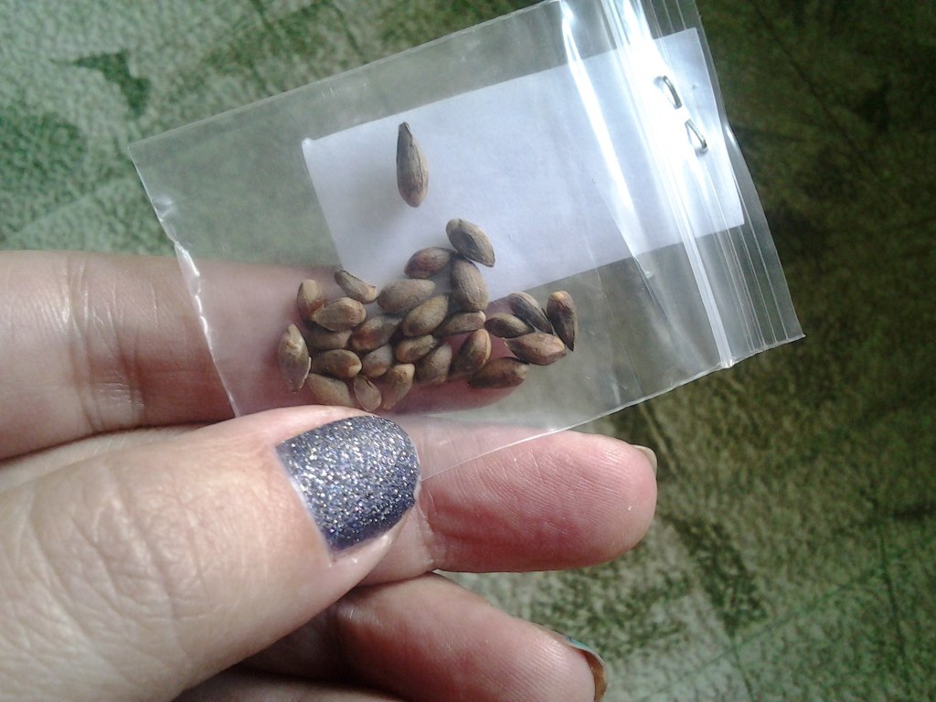 Семена можжевельника фото как выглядят