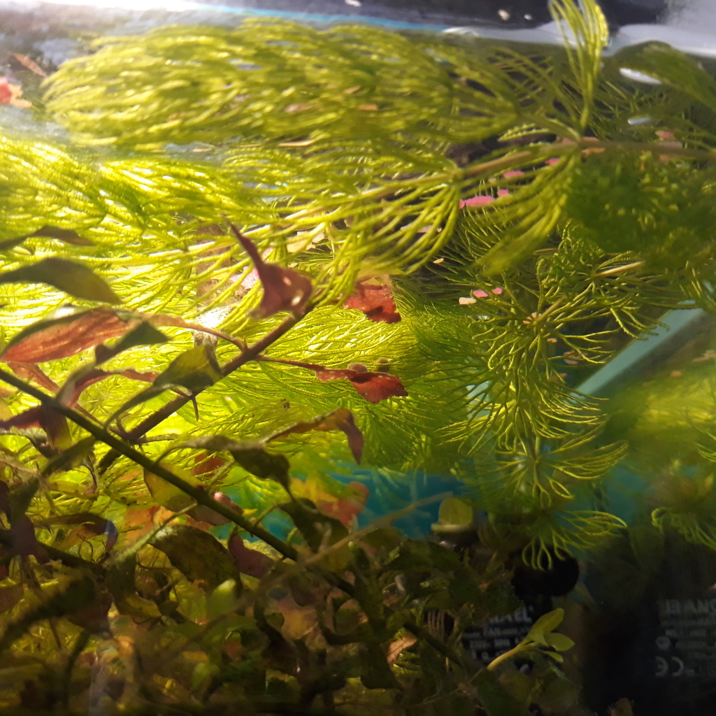 водоросли для аквариума живые названия с фото