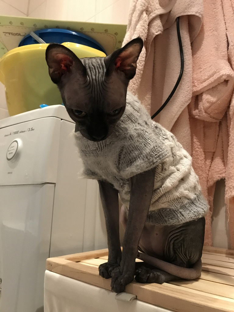 котенок сфинкс туалет