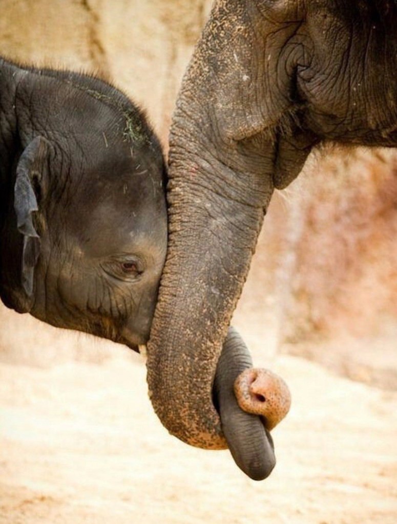 Счастливый Слоненок
