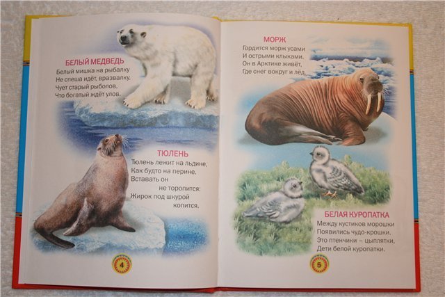 Морж. Стих про моржа. Стих про моржа. Загадка про моржа. Стих про моржа.