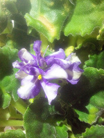 Отдается в дар Фиалка (сенполия) бело-фиолетовая, взрослое растение.