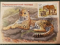 Отдается в дар Переднеазиатский леопард (картмаксимум)