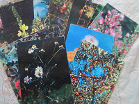 Отдается в дар 14 открыток из набора «лекарственные растения»