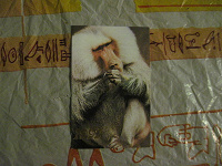 Отдается в дар карманные календарики с обезьянками, 1992г