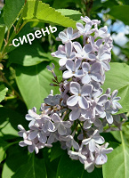 Отдается в дар Сирень