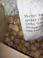 Отдается в дар Домашние грецкие орешки