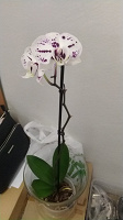 Отдается в дар Орхидея