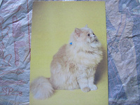 Отдается в дар открытка с кошкой — персидская кремовая