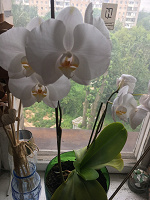 Отдается в дар Орхидея. Фаленопсис.