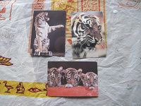 Отдается в дар календарики с тиграми, серия «цирк»,1984,1985 и 1988 г