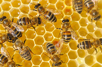 Отдается в дар Пчелиная семья