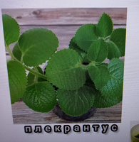 Отдается в дар Плектратнтус ароматный (Plectranthus amboinicus)