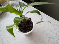 Отдается в дар Спатифиллум — комнатное растение