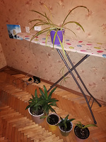 Отдается в дар Пальмы