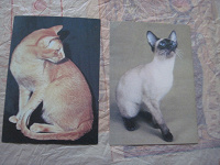 Отдается в дар 2 открытки с кошками -восточная красная и сиамская сил-пойнт