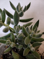 Отдается в дар Суккулент Crassula Mesembryanthemoides