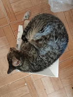 Отдается в дар Ласковая кошка