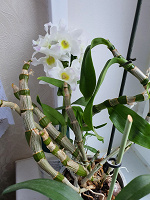 Отдается в дар Отростки орхидеи