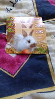 Отдается в дар Календарики Кролики на 2023 год
