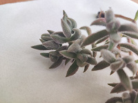 Отдается в дар Crassula mesembryanthemoides