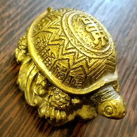 Отдается в дар «Золотая» черепаха
