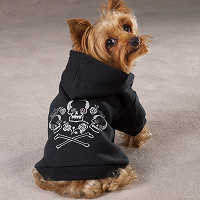 Отдается в дар одёжка для маленькой собачки: свитер с капюшоном