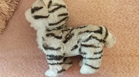 Отдается в дар Котик полосатый или тигр.