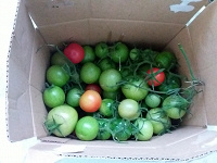 Отдается в дар Зеленые и бурые помидоры