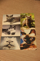 Отдается в дар карманные календарики с кошками 1990 и др