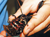 Отдается в дар Мадагаскарские тараканы.